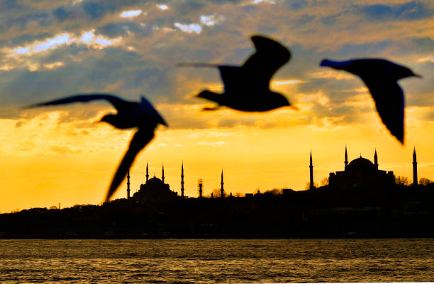 Istanbul silhouette Hagia Sophia and Blue mosque.Seagulls flying at the Bosphorus,Istanbul,Turkey stock photo