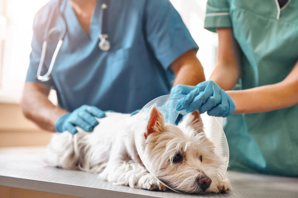 It doesn't hurt at all. Hands of two veterinarians in protective gloves putting on a protective plastic collar on a small dog lying on the table in veterinary clinic stock photo