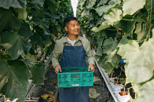Young Chinese man carrying a crate of cucumbers in the greenhouse
