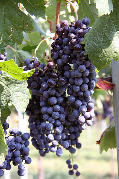 Italian grapes stock photo