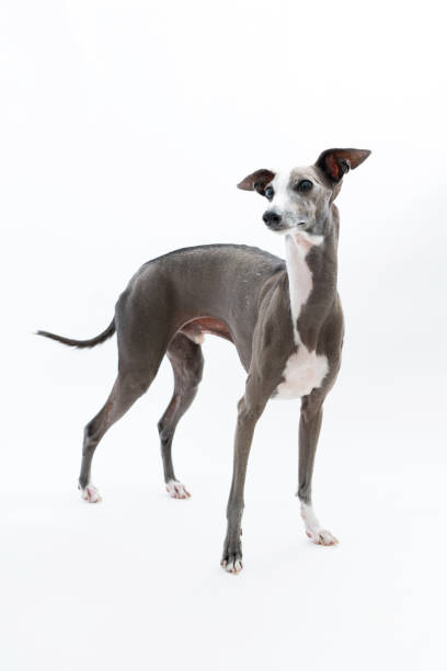 Italian Greyhound Dog isolated on white background stock photo