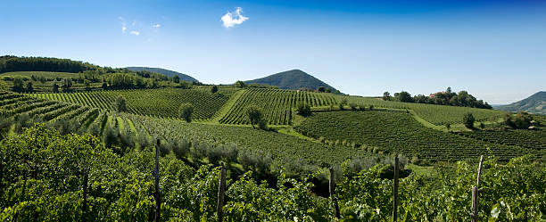 Italian Vineyards Panorama stock photo