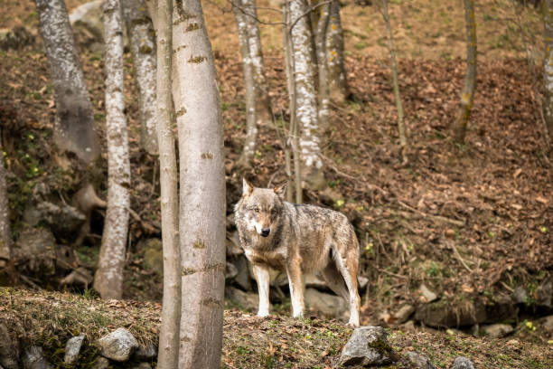 Italian wolf (canis lupus italicus) in wildlife center "Uomini e lupi" of Entracque, Maritime Alps Park (Piedmont, Italy) stock photo