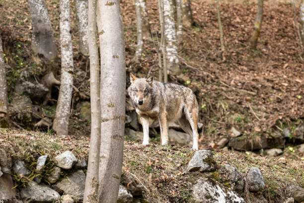 Italian wolf (canis lupus italicus) in wildlife center "Uomini e lupi" of Entracque, Maritime Alps Park (Piedmont, Italy) stock photo