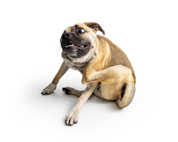 Itchy Dog With Skin Allergies Scratching stock photo