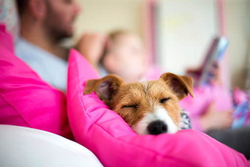Cute blond preschool child, sleeping with white puppy pet dog on the couch