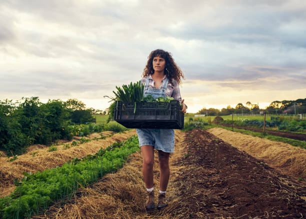 It's been quite a fruitful season Shot of a young woman carrying a crate of fresh produce on a farm homegrown produce stock pictures, royalty-free photos & images