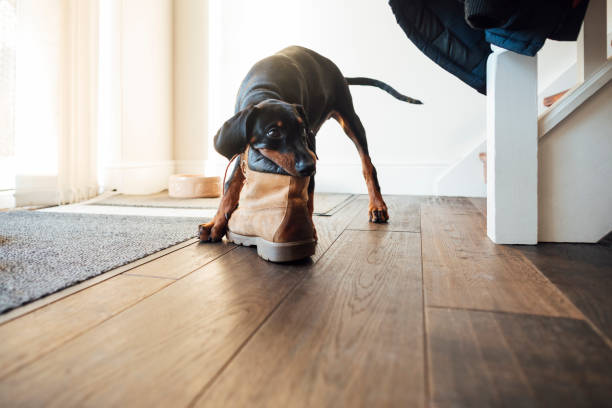 It's Mine Now! Doberman puppy playing with a shoe at his home in the North East of England. chewing stock pictures, royalty-free photos & images