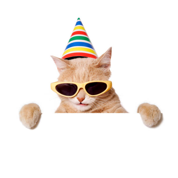 It's Party Time !!! Cat in sunglasses and party hat peeking out of a blank sign, isolated on white. You can add extra white space with your message to the bottom. happy birthday cat stock pictures, royalty-free photos & images