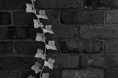 istock Ivy against a Brick Wall 1357942221