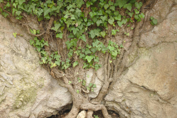 ivy bush or tree of life? pubis of mother earth? macro body hair stock pictures, royalty-free photos & images