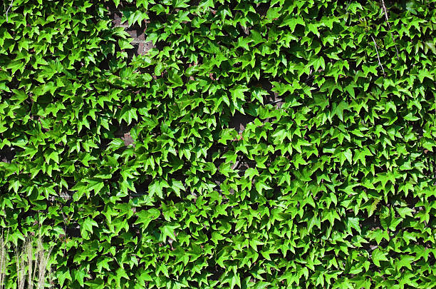 Ivy covered wall stock photo