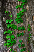 istock Ivy growing up on a tree trunk 1396609441