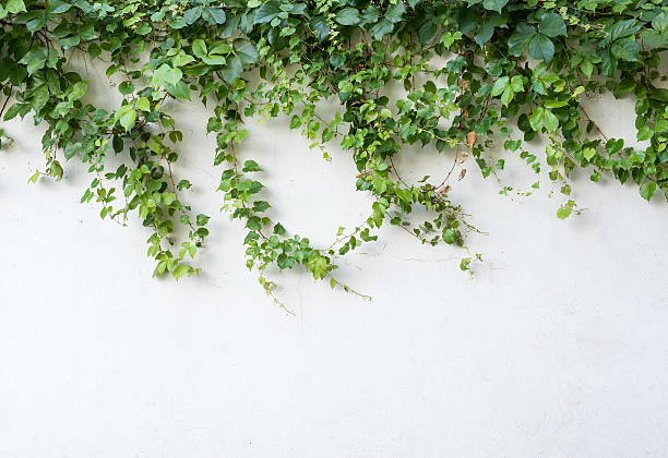плющ листья изолированные на белом фоне - вьющееся растение стоковые фото и изображения