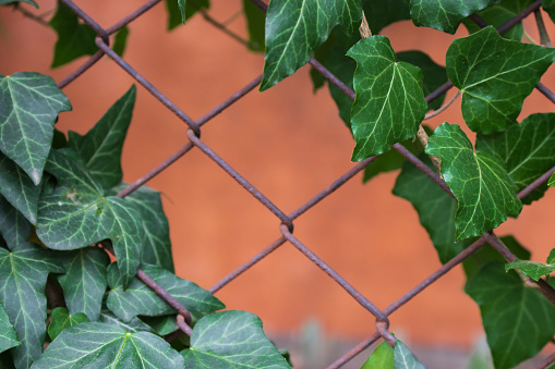 Ivy leaves on metal fence. Vivid ivy foliage. Natural decoration of mesh fence in garden. Nature in details. Green ivy in park. Environment and ecology concept.
