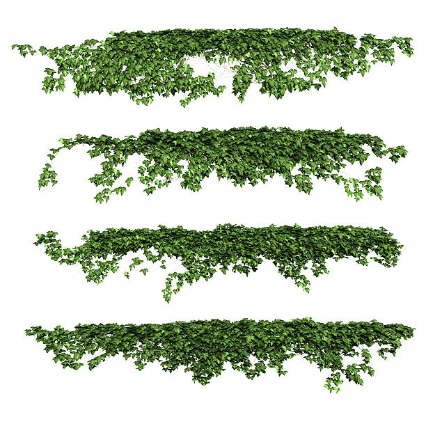 ivy ivy leaves isolated on a white background. vine plant stock pictures, royalty-free photos & images