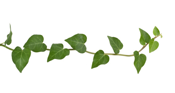 ivy plant, isolated on white, clipping path included.
