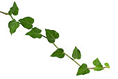 istock ivy plant, 157741064