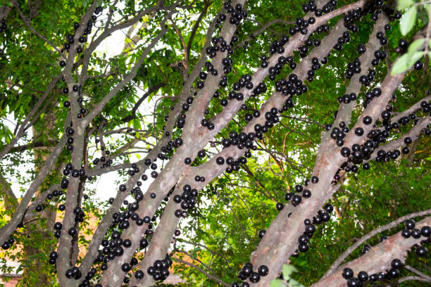Jabuticaba tree, a tropical fruit stock photo