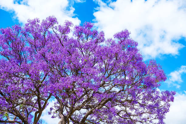 дерево джакаранда цветет с голубым небом - венчик лепесток стоковые фото и изображения