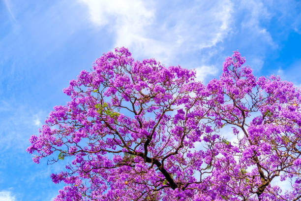 дерево джакаранда в аделаиде - венчик лепесток стоковые фото и изображения