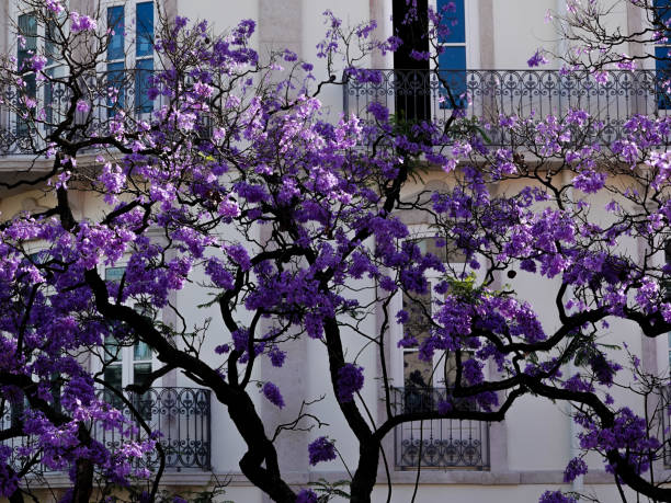 Jacaranda tree in full blossom. Lisbon, Portugal stock photo