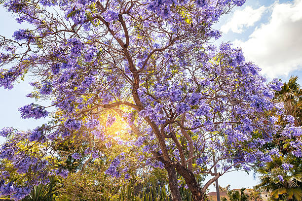 Jacaranda Tree in San Diego stock photo