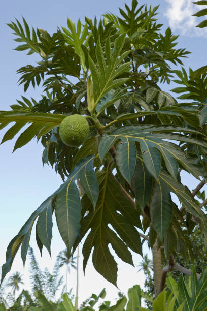 Jack fruit, Zanzibar stock photo