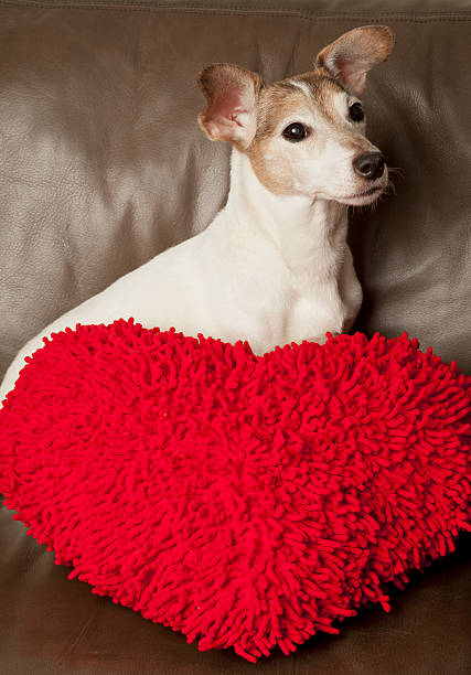 Jack Russell Terrier and Red Heart Pillow stock photo