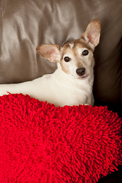 Jack Russell Terrier and Red Textured Pillow stock photo