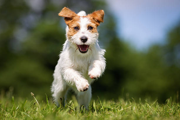Jack Russell Terrier dog outdoors on grass Purebred Jack Russel Terrier dog outdoors in the nature on grass meadow on a summer day. approaching photos stock pictures, royalty-free photos & images