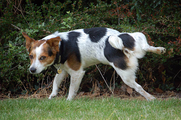 Jack Russell Terrier Dog urinating on bush stock photo
