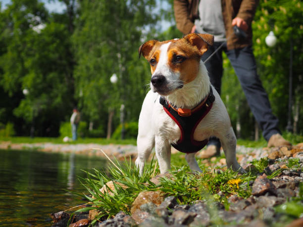 Jack Russell Terrier in a harness and on a leash Jack Russell Terrier in a harness and on a leash animal harness stock pictures, royalty-free photos & images