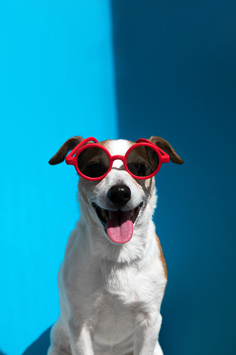 Stylish young Jack Russell terrier wearing round red sunglasses with protruding tongue looks at camera sitting on light blue background closeup