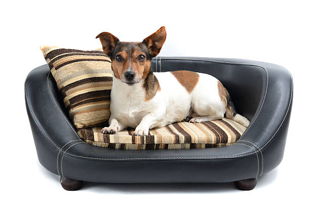 Jack Russell Terrier Lying on Luxury Dog Bed stock photo