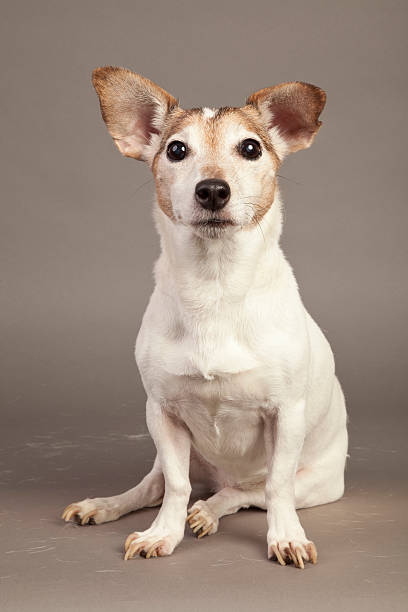 Jack Russell Terrier stock photo
