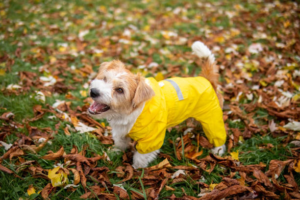 Jack Russell Terrier puppy in a yellow raincoat stands on the autumn foliage in the park stock photo