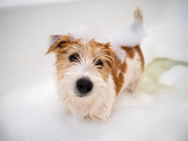 Jack Russell Terrier puppy is washed in the bathroom stock photo