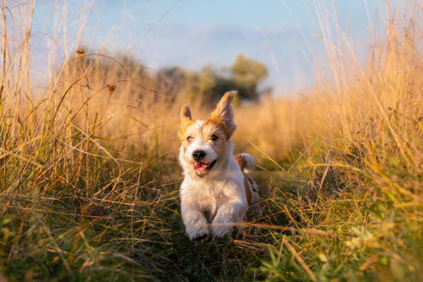 Jack Russell Terrier puppy running in a field on tall autumn grass stock photo