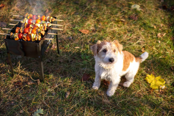 Jack Russell Terrier puppy sitting next to the barbecue stock photo