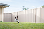 istock A Jack Russell Terrier running in backyard with steel fence and green lawn. 1328253987