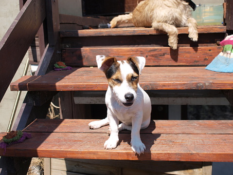 Jack Russell Terrier Shorthair Is Sitting On The Wooden Stairs In