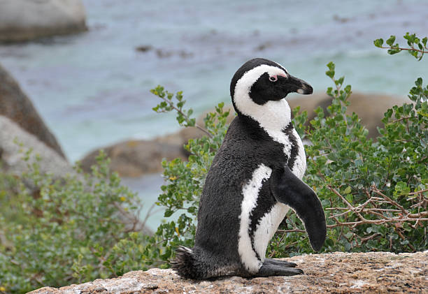 Jackaas Penguin stock photo