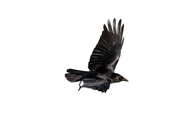 Jackdaw (Coloeus monedula) Jackdaw (Coloeus monedula) crow cut out and isolated on a white background carrion stock pictures, royalty-free photos & images