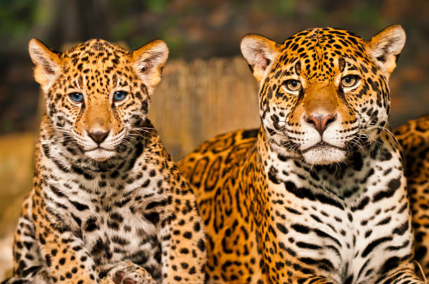 Jaguar Family stock photo
