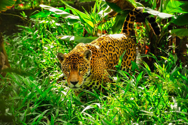 Jaguar in the amazon jungle An adult jaguar in the amazon jungle endangered species photos stock pictures, royalty-free photos & images