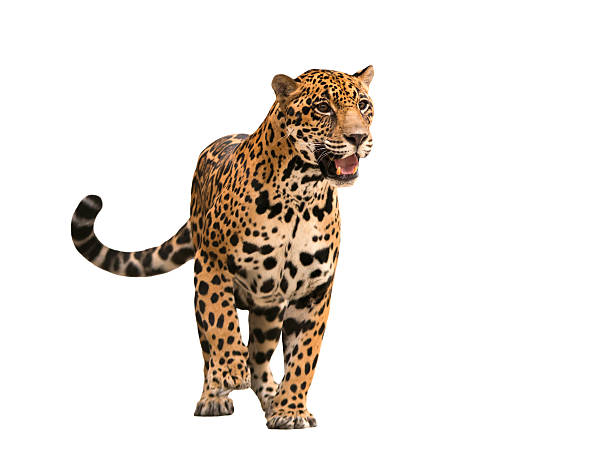jaguar ( panthera onca ) isolated - jaguar kattdjur bildbanksfoton och bilder