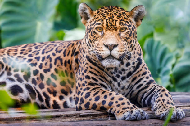 Jaguar looking at camera - Pantanal wetlands, Brazil stock photo