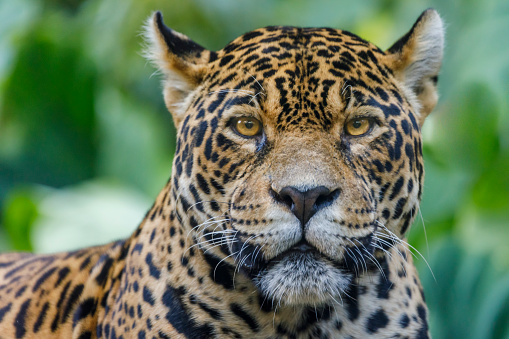 Jaguar Looking At Camera Pantanal Wetlands Brazil Stock Photo ...