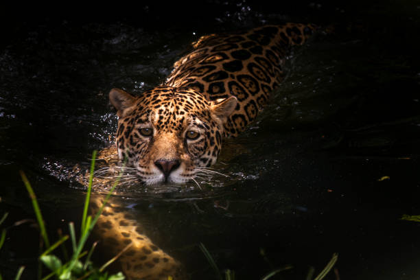Jaguar photographed in captivity in Goias. Jaguar photographed in captivity in Goias. Midwest of Brazil. Cerrado Biome. Picture made in 2015. biodiversity photos stock pictures, royalty-free photos & images